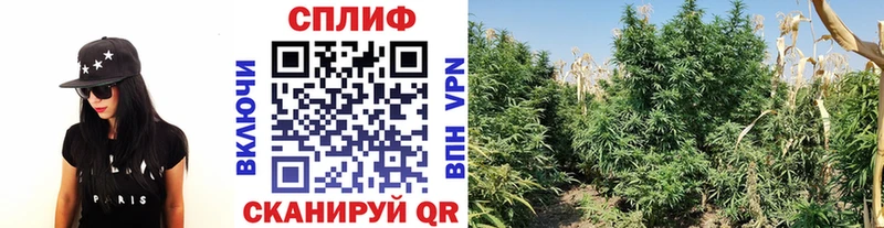 Бошки марихуана марихуана  Купить закладки  Любань 